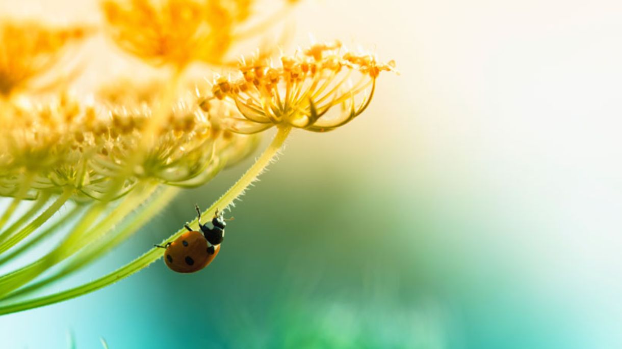 Blume mit Marienkäfer auf verschwommenem Hintergrund