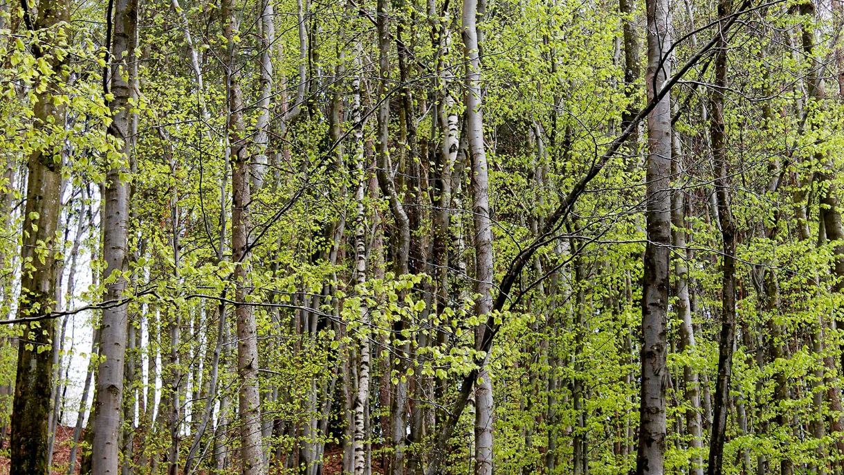 Wald mit Bäumen