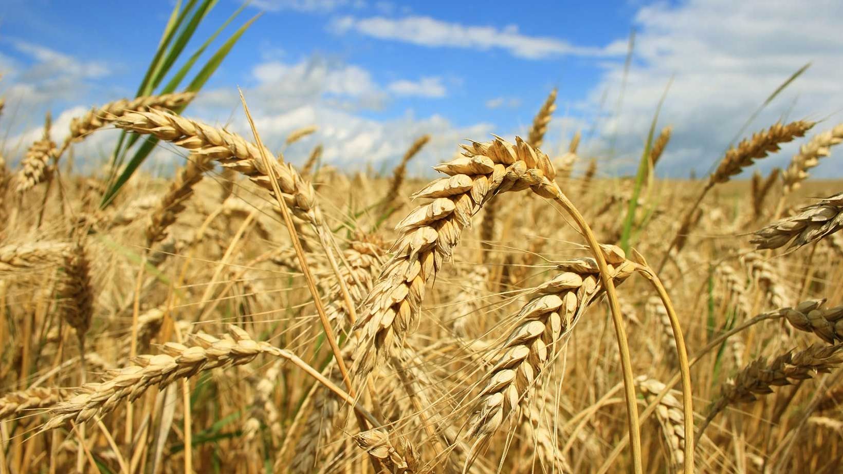 Kornfeld im Sommer