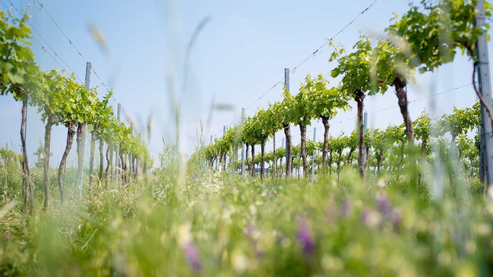 Weingarten im Sommer